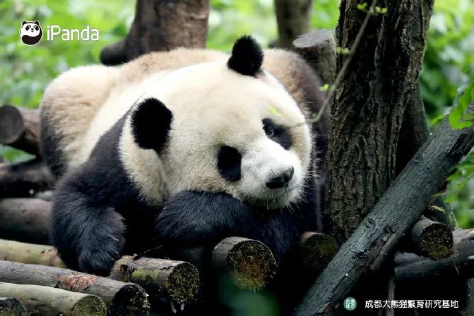 都沒熊樣了！旅美大熊貓居然瘦成皮包骨？官方回應(yīng)