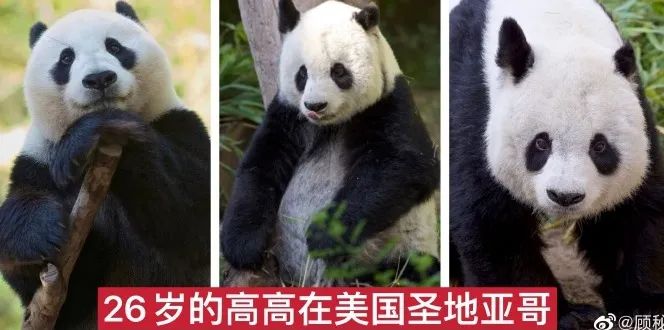 都沒熊樣了！旅美大熊貓居然瘦成皮包骨？官方回應(yīng)