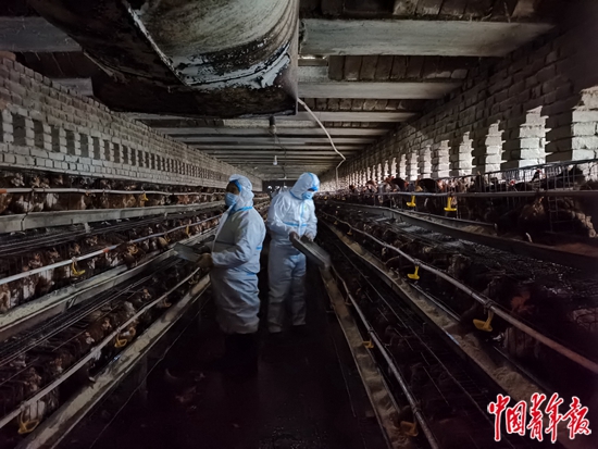 Person of small fruit place of business was removed, animal