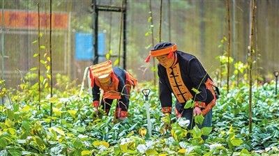 探索发展新模式　打造文化新品牌——金秀瑶族自治县瑶医药发展迎来新机遇