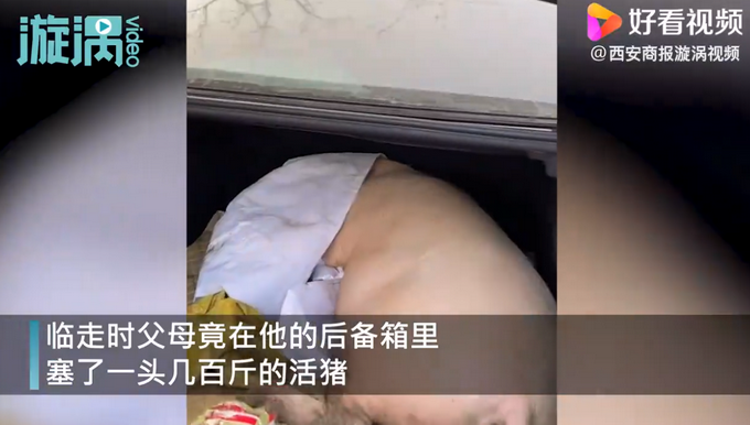 探亲|男子回家探亲离别时爸妈送活猪 网友调侃爸妈的爱太“沉重”
