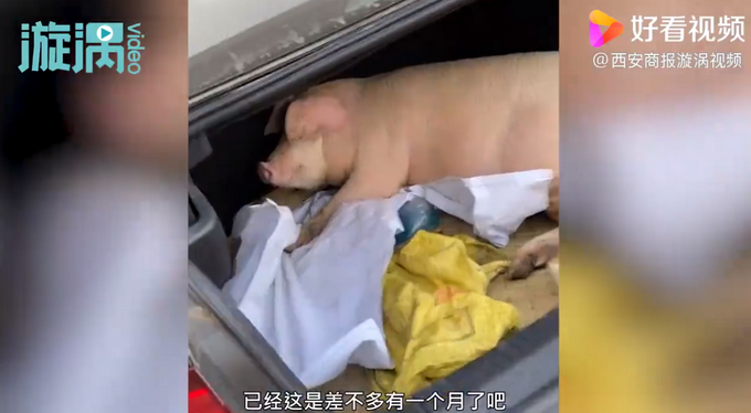 探亲|男子回家探亲离别时爸妈送活猪 网友调侃爸妈的爱太“沉重”