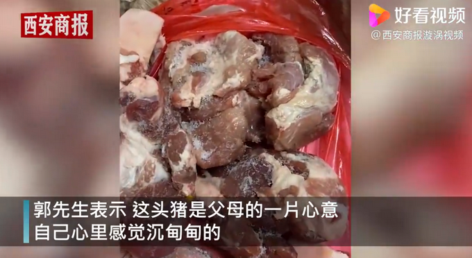 探亲|男子回家探亲离别时爸妈送活猪 网友调侃爸妈的爱太“沉重”