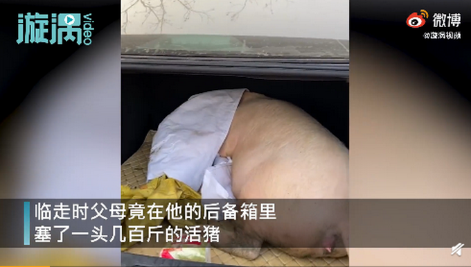 探亲|男子回家探亲离别时爸妈送活猪 直接塞进后备箱网友评论亮了