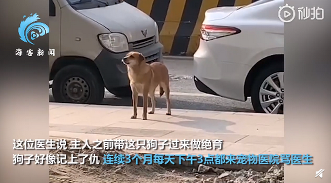 3月|狗子绝育后连续3月到宠物医院骂街 堪称最记仇的“狗”了
