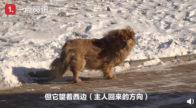 狗狗|主人去世狗狗原地守候5年 沈阳版忠犬八公