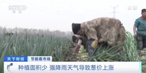 Into bunch sell → by the root? Green Chinese onion goes up go up! Netizen: Take a place less...