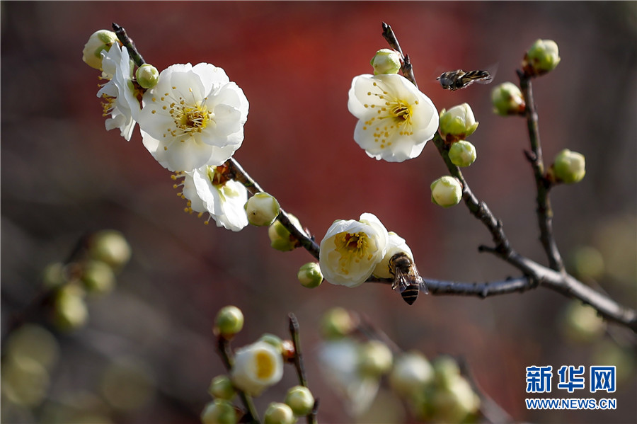 安徽黄山：立春至 梅花开
