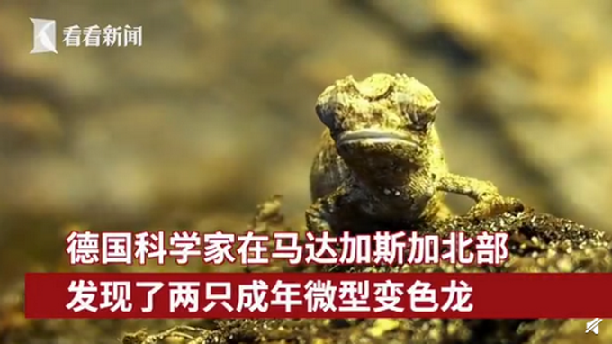 爬行动物|地球最小爬行动物 能趴在人类的手指上