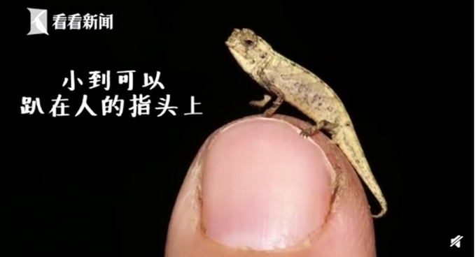 爬行动物|地球最小爬行动物 能趴在人类的手指上