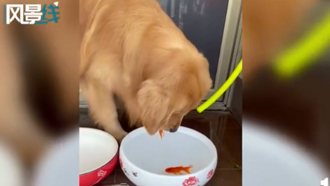 金鱼|金毛小心翼翼给金鱼换水 简直萌化了