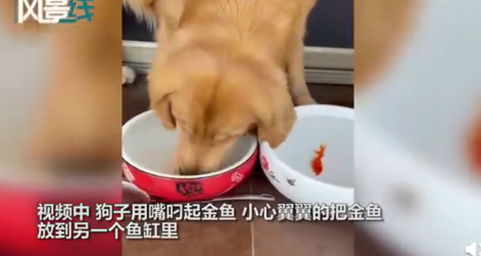 金鱼|金毛小心翼翼给金鱼换水 简直萌化了