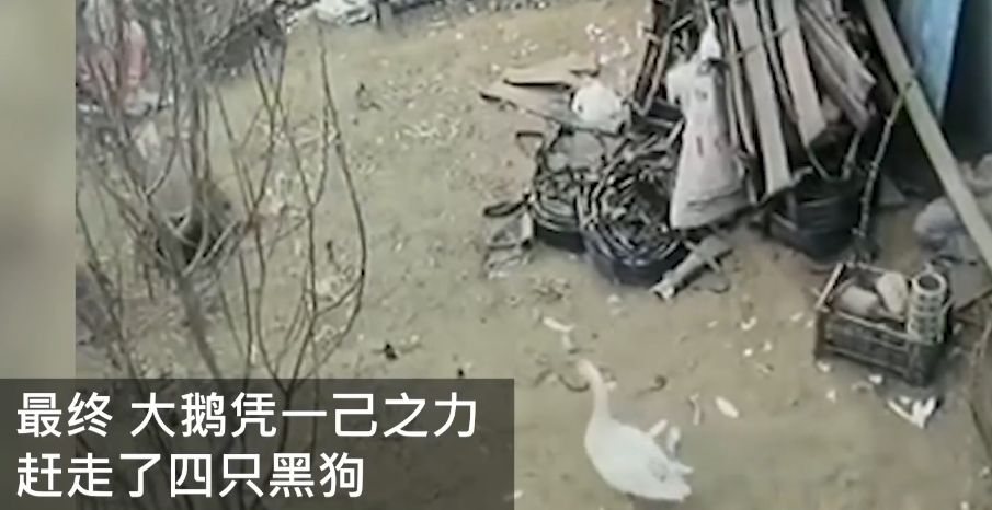 围攻|4只黑狗围攻1只大鹅结果被翻盘 黑狗表示这太丢脸了