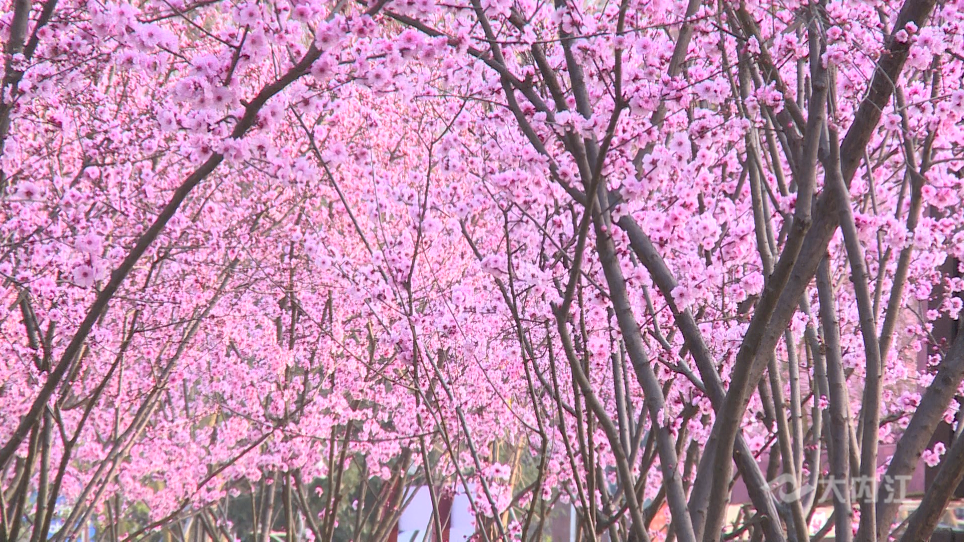 玩转内江丨油菜花、美人梅盛开！无限春光扮靓甜..