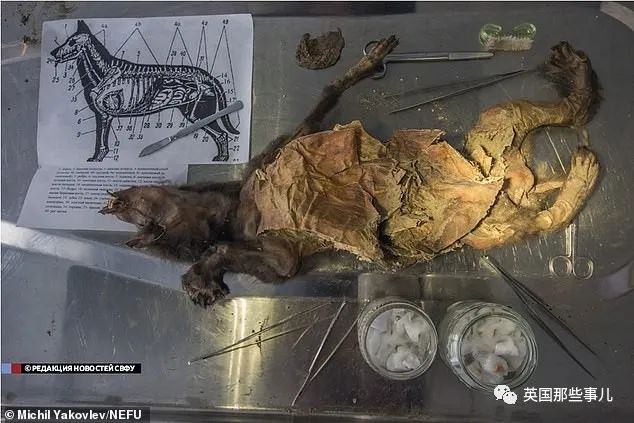 俄罗斯科学家要从远古动物尸体中提取病毒做研究，吃瓜群众慌了…