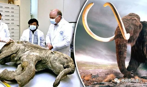 俄罗斯科学家要从远古动物尸体中提取病毒做研究，吃瓜群众慌了…