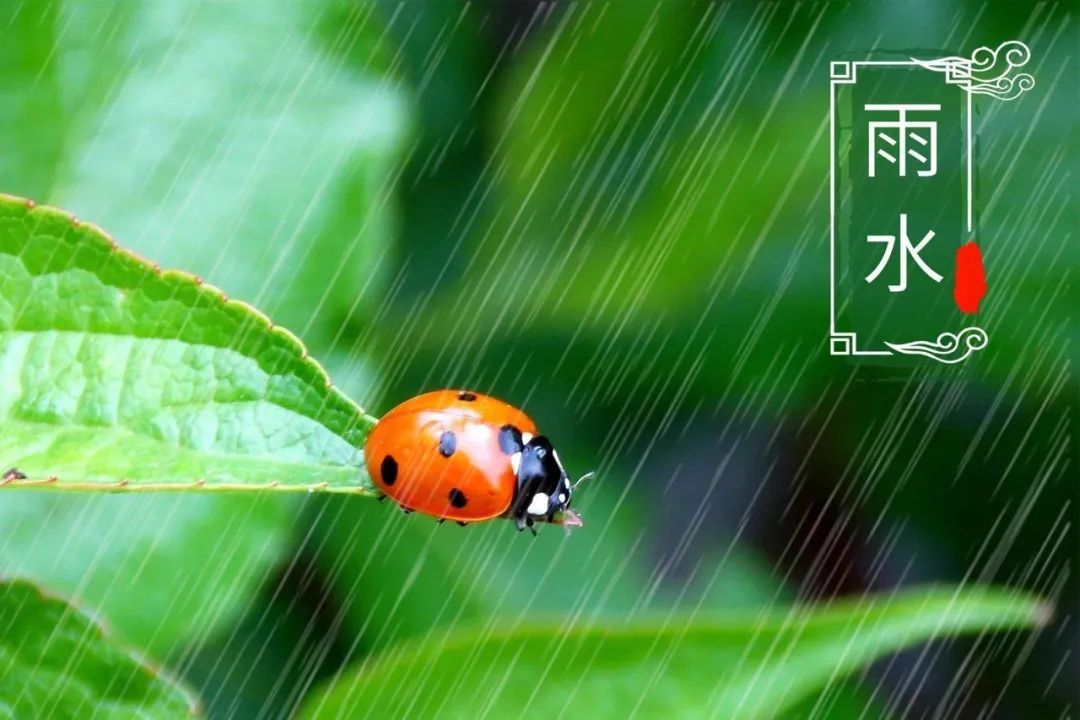 写春雨的诗句有哪些十首最美描写春雨的诗词