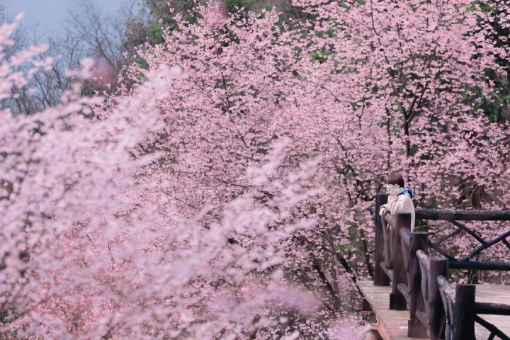 万亩樱花海“织”成粉色天空！当樱花撞上梅花，桐庐天子地“热闹非凡”