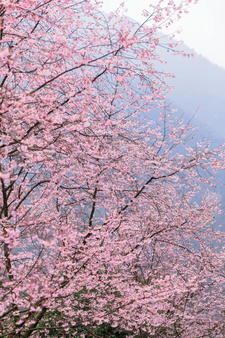 万亩樱花海“织”成粉色天空！当樱花撞上梅花，桐庐天子地“热闹非凡”