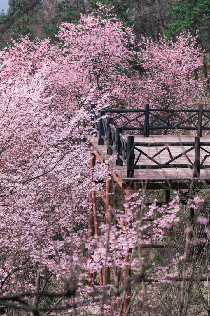 万亩樱花海“织”成粉色天空！当樱花撞上梅花，桐庐天子地“热闹非凡”