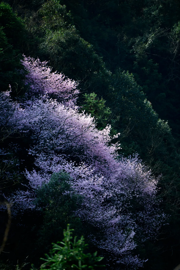 万亩樱花海“织”成粉色天空！当樱花撞上梅花，桐庐天子地“热闹非凡”