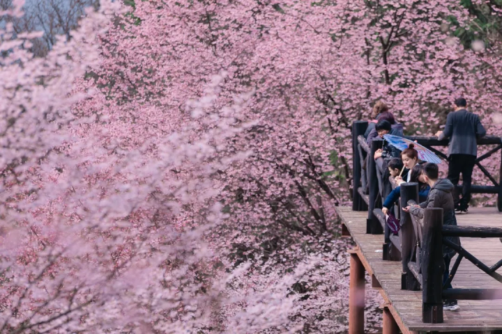 万亩樱花海“织”成粉色天空！当樱花撞上梅花，桐庐天子地“热闹非凡”