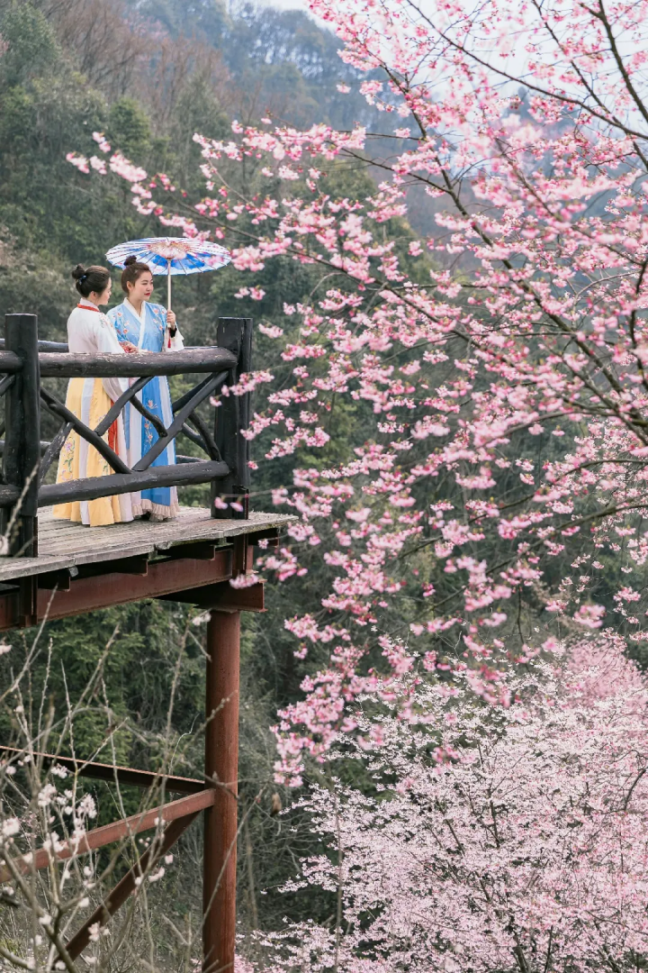 万亩樱花海“织”成粉色天空！当樱花撞上梅花，桐庐天子地“热闹非凡”