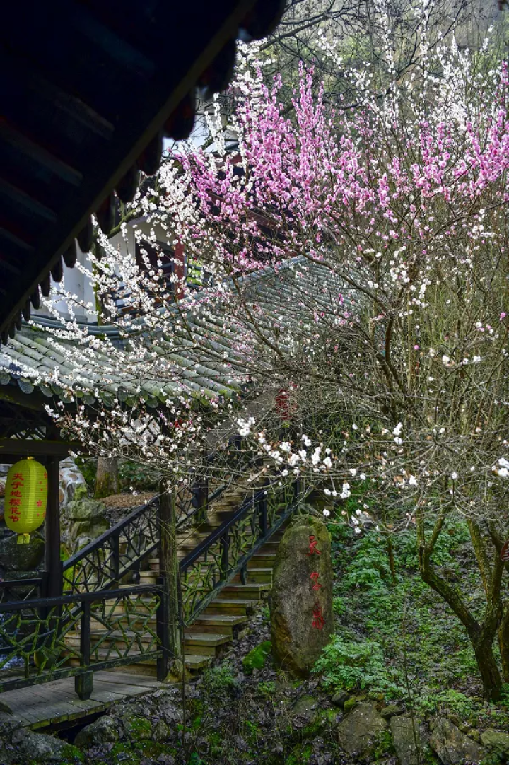 万亩樱花海“织”成粉色天空！当樱花撞上梅花，桐庐天子地“热闹非凡”