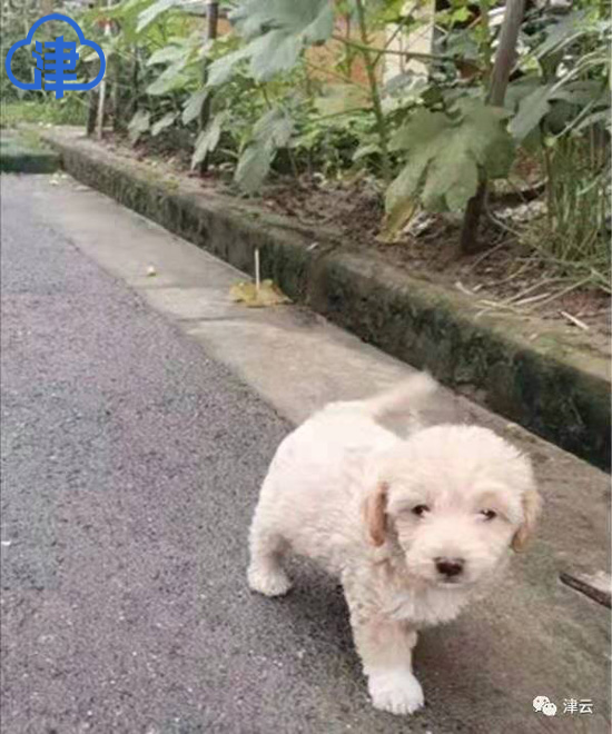 杭州“患狂犬病”女孩抢救两月后过世“病源犬”经确认无病毒