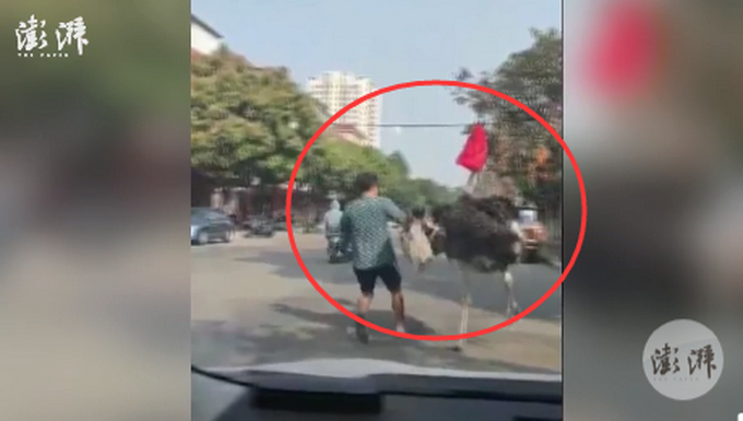 不注意|鸵鸟趁主人不注意逃上街头狂奔 鸵鸟表示我论跑我没输过