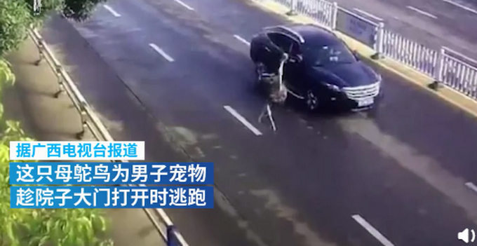 不注意|鸵鸟趁主人不注意逃上街头狂奔 鸵鸟表示我论跑我没输过