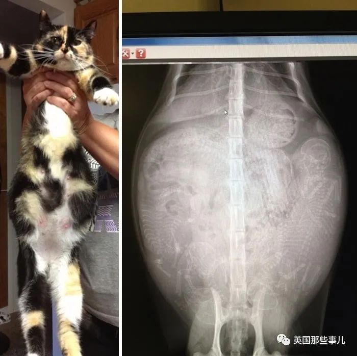 石棺裏藏貓貓，畫下還有另一副畫…X光下的各種物體原來這麽奇妙