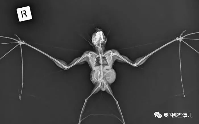 石棺裏藏貓貓，畫下還有另一副畫…X光下的各種物體原來這麽奇妙