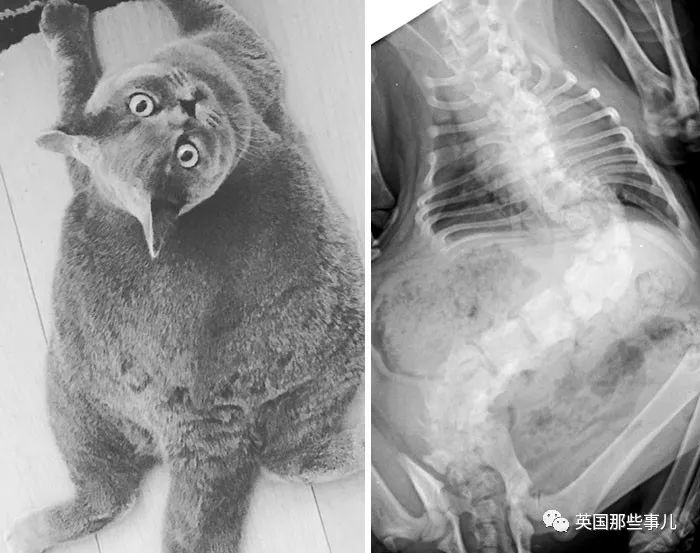 石棺裏藏貓貓，畫下還有另一副畫…X光下的各種物體原來這麽奇妙