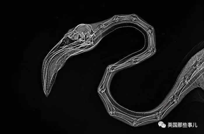 石棺裏藏貓貓，畫下還有另一副畫…X光下的各種物體原來這麽奇妙