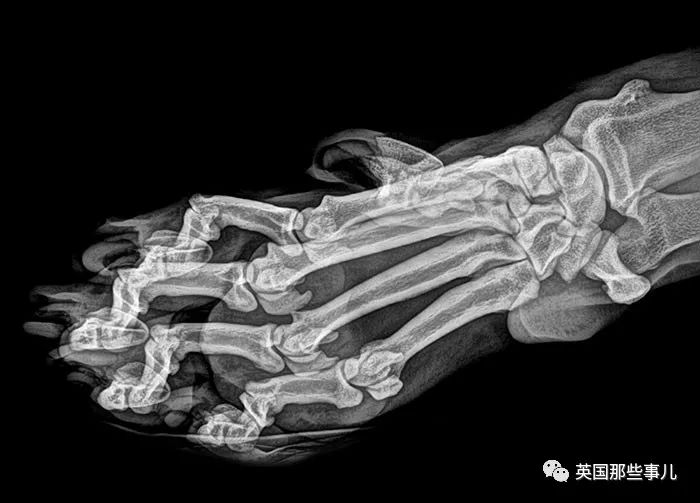 石棺裏藏貓貓，畫下還有另一副畫…X光下的各種物體原來這麽奇妙