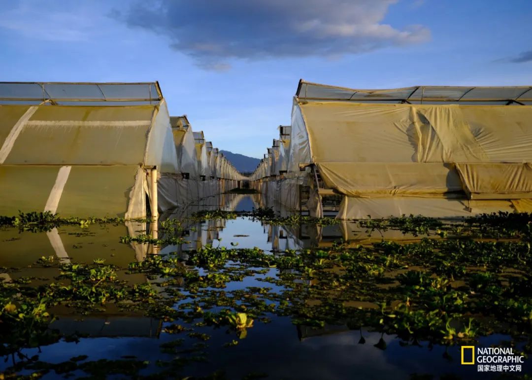 为什么非洲的河马频繁杀人？