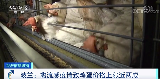 500万只家禽遭扑杀！禽流感疫情暴发，这里不“