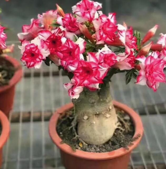 這些花隨便扔地上都能長得很好，懶人養(yǎng)花就從這里選