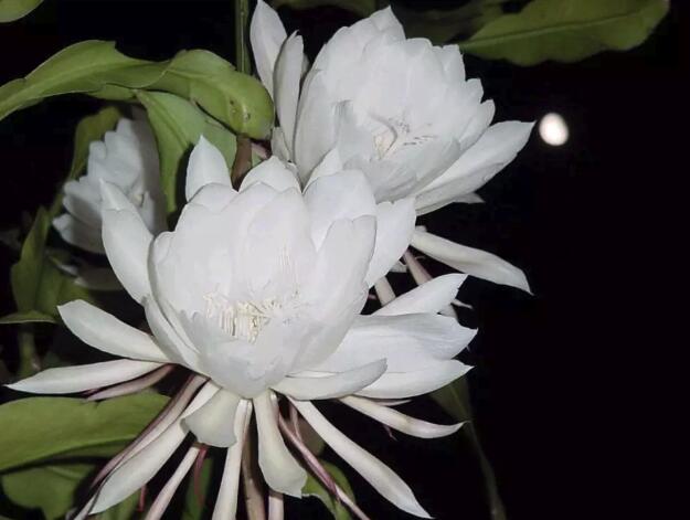 這些花隨便扔地上都能長得很好，懶人養(yǎng)花就從這里選