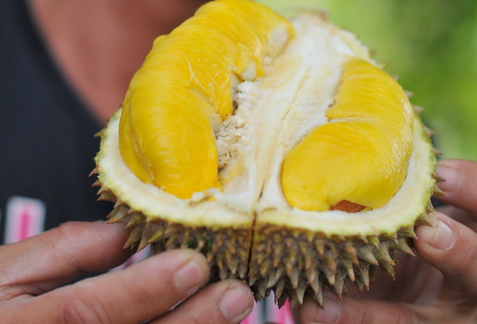 进口量|榴莲成中国进口量最大的水果 据说榴莲的名字是郑和起的