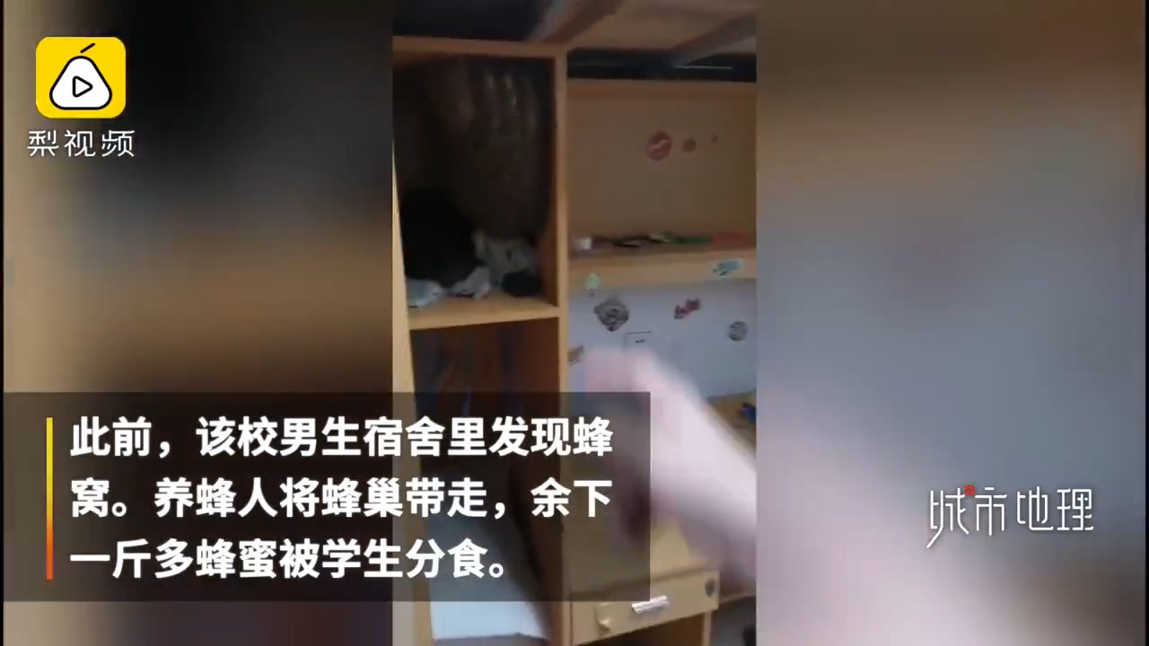 发现|学生返校发现被窝多了一群小奶猫 真是奶萌奶萌的