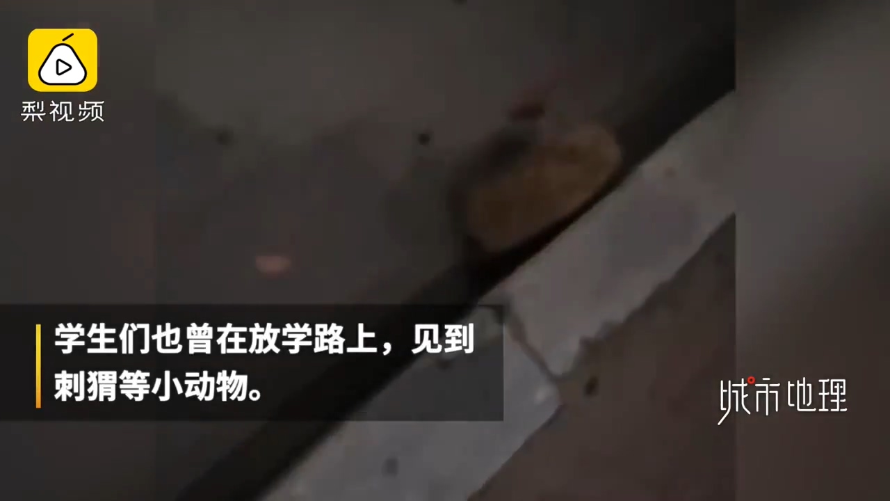 发现|学生返校发现被窝多了一群小奶猫 真是奶萌奶萌的