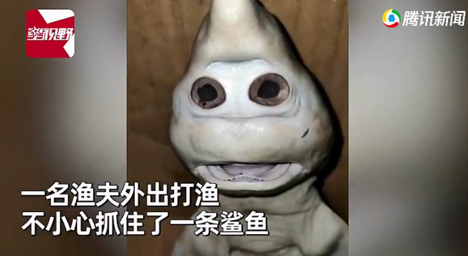 印尼一渔夫捞上鲨鱼见肚子高高鼓起，宰杀后发现鱼腹中不可思议一幕