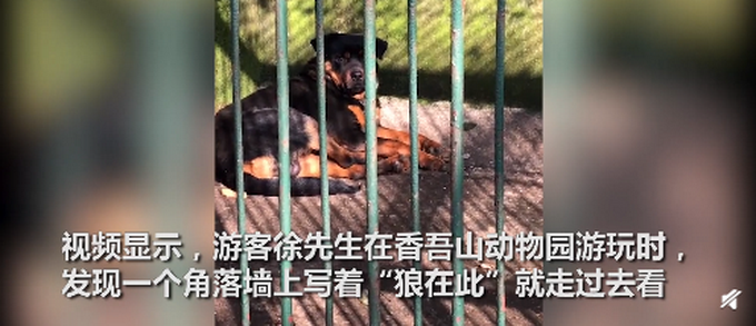 狗充|湖北一动物园以狗充狼 园方回应之前确实有一只狼但年纪太老已经去世了