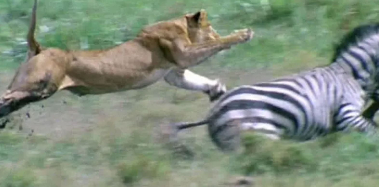 No matter animal, plant still is the mankind, the destiny Piao world that has be closely bound up is tough vivid plant day