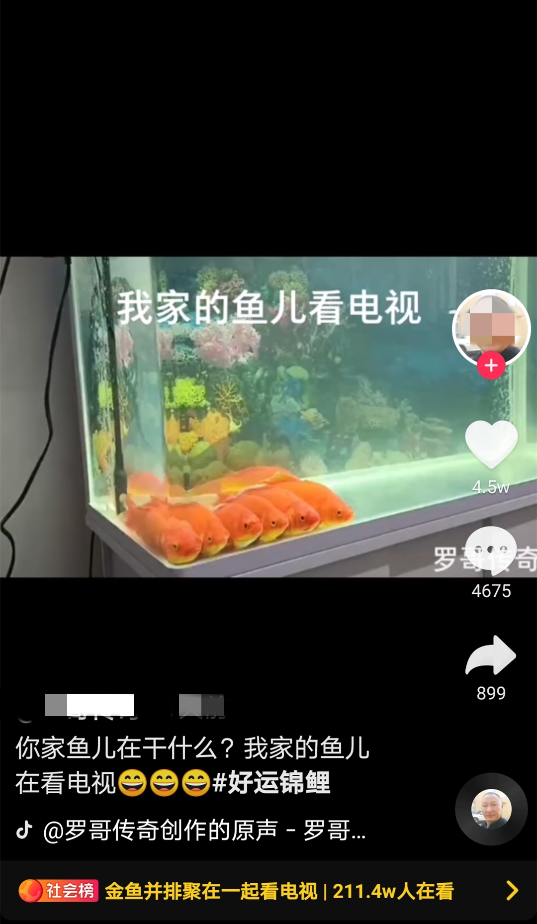 一排|金鱼排成一排看电视 “认真”的样子让人忍俊不禁