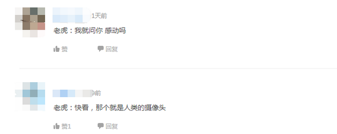 吉林拍到东北虎带娃“遛弯”珍贵瞬间！网友直呼镜头感十足