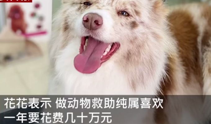 主人醉倒路边宠物狗忠心死守身旁！连声吼叫求救，路人却反被吓跑