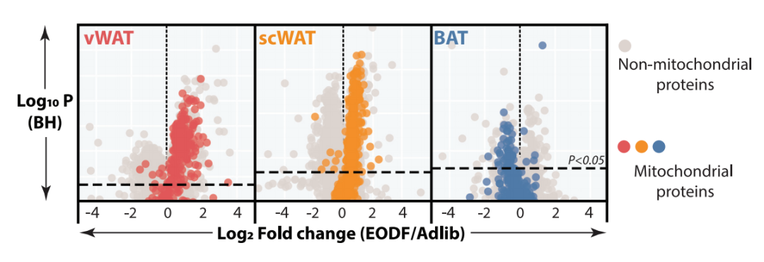 为什么会越减越肥？研究发现，可能是你的腹部脂肪在“抵抗”